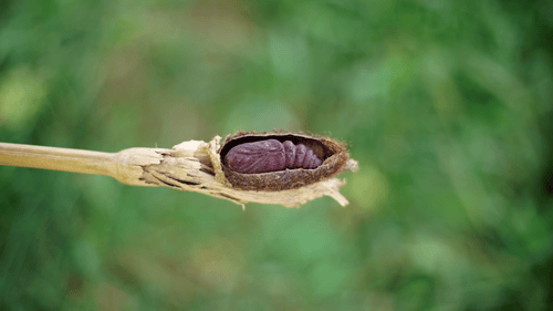 8K Pupa Phase