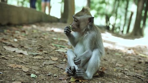 monkey in the jungle eats