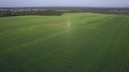Aerial flight above the agricultural field with green grass, Russia
