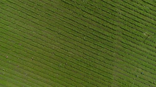 People Work On The Berry Plantation. Aerial View