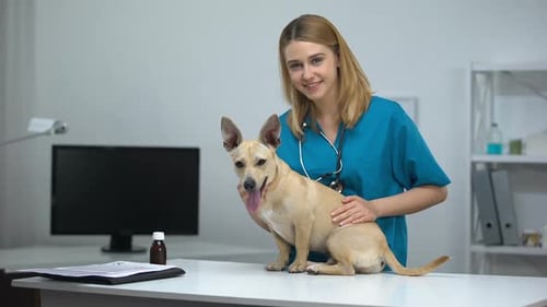 Female Veterinarian With Stethoscope Stroking Cute Dog Animal Clinic Examination