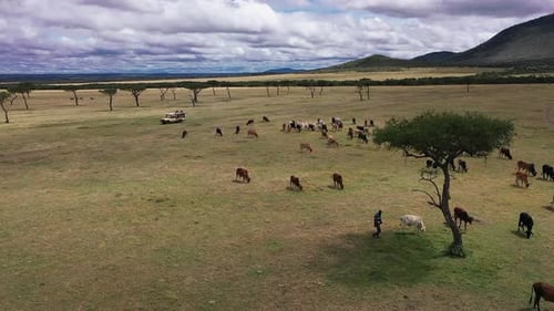 Safari en Sudáfrica y animales salvajes