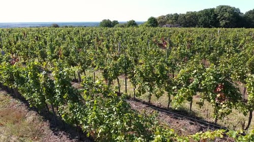 Aerial View of Rows in a Vineyard