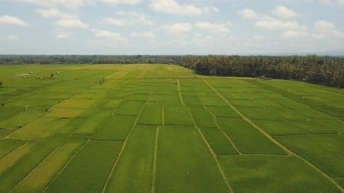 Terrace Rice Fields, Bali,Indonesia.