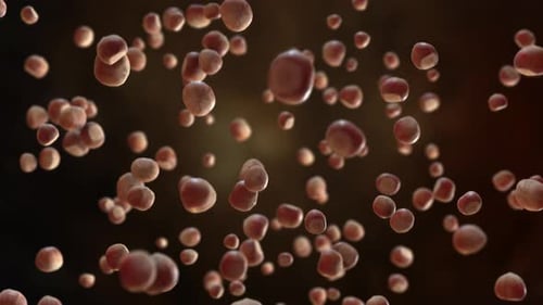 Realistic Hazelnuts Floating Upwards Loop Animation