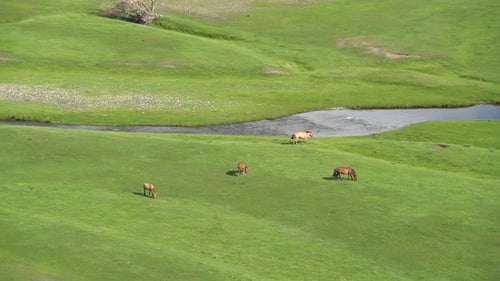 Real Wild Free Horses Grazing by Stream in Green Meadow With Fresh Grass