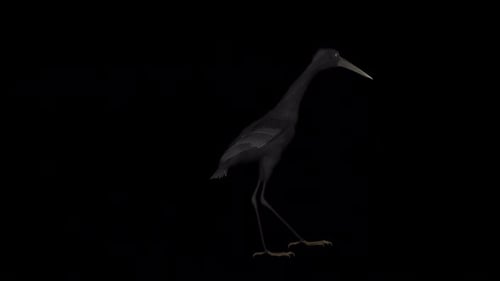 Black Bird Walking Cycle Animation with Alpha Channel