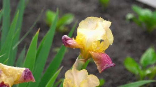 Wet Yellow-purple Iris Under Rain