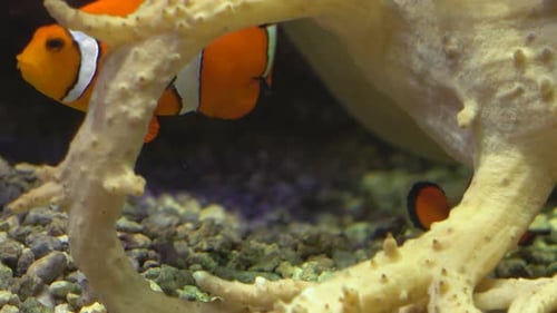 Fische