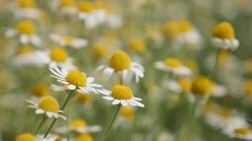 Fields of herbaceous plant Matricaria recutita 4K 2160p 30fps UltraHD footage - Common Chamomile wh
