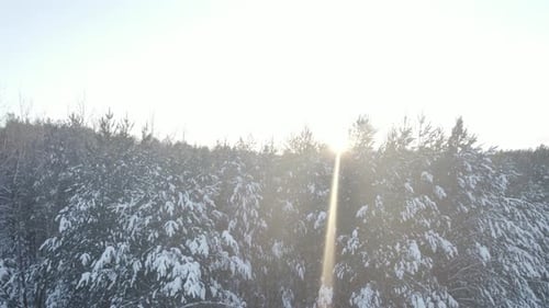 The Sun In The Winter Forest