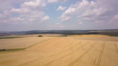 Aerial view of yellow agriculture wheat field ready to be harvested in late summer.