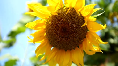 Tournesol au soleil, gros plan.
