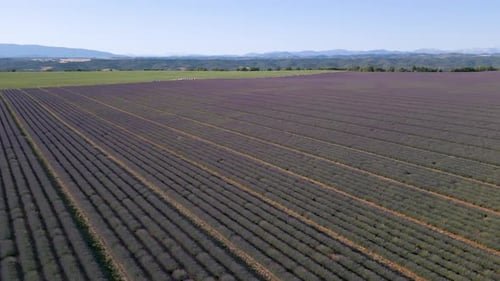 Sobrevolando la meseta de Valensole y sus campos de lavanda en Provenza, Francia