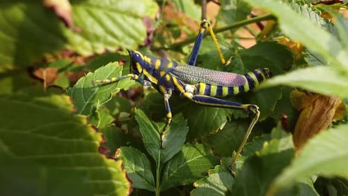 Aularches Miliaris est une espèce monotypique de sauterelle du genre Aularches