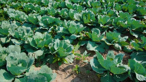 Cabbage Plants Grow in Rows on Farm Field on Sunny Day