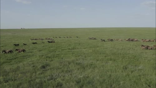 Wild Horses Running Wild Mustangs Run on the Beautiful Green Grass