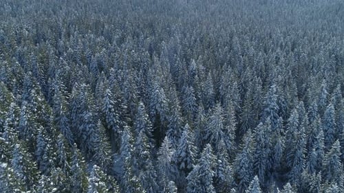 Aerial View of the Snow-covered Spruce Forest