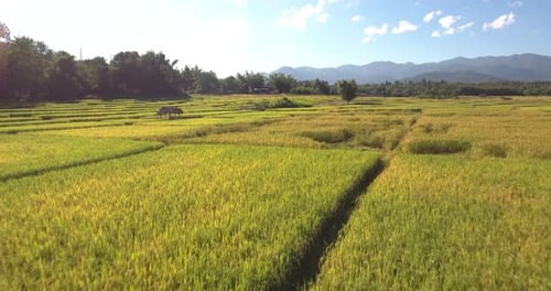 Rice Fields From Above
