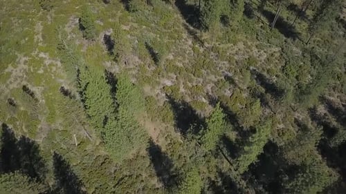 Drohne fliegt über Kiefern im Wald