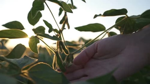 Young Farmer Walking in a Soybean Field and Examining Crop.