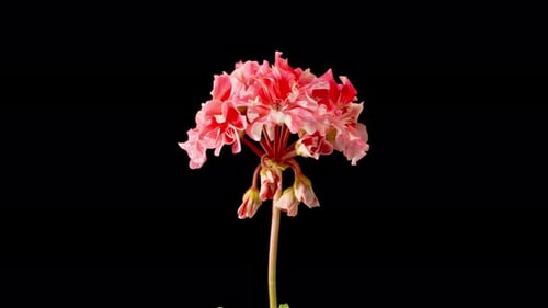 Red and White Flower Blooming Time Lapse