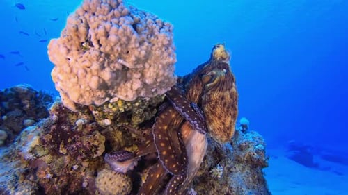Red Octopus Changing Color