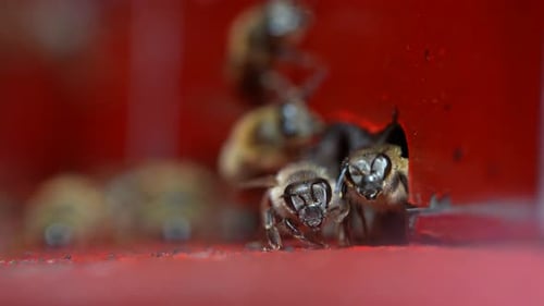 Bienenstock 21
