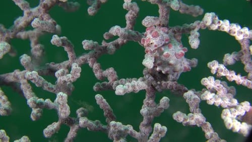 foto de perfil del caballo de mar pigmeo de Bargibanti aferrado a un abanico del mar rojo en Filipinas