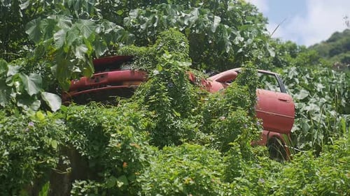 Old Car in Tropical Garden