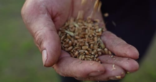 Hand Holds Pile of Wheat Seeds, Grains