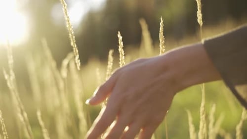 Young Woman in Dress Walking Along Cereal Field and Touching Ripe Wheat Spickelets By Her Hand