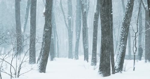 Beautiful Snowy White Park In Winter Frosty Day