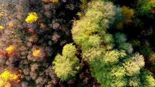 Forest seen from above. Beautiful, colorful woods in autumn.