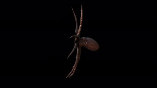 4K Oktopus-Schwimmen