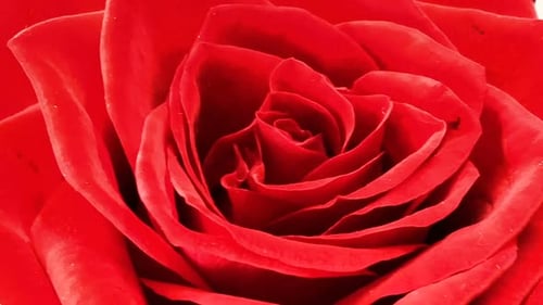 Close Up of a Bright Red Rose