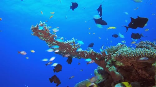 Undersea Vibrant