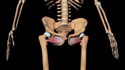 3D Human Skeleton Hip Joint Muscles Animated Contraction