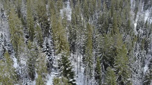 Aerial shot of snow covered spruce and pine forest. Beautiful mountains.