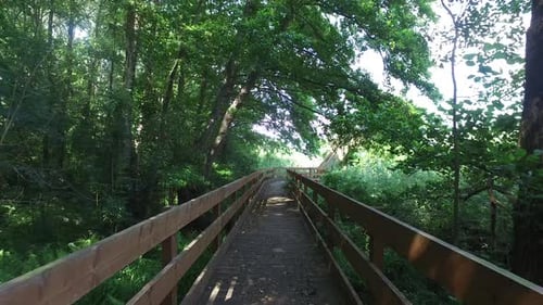 Hiking and Walking on Wood Path in Woods Forest