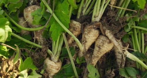 Panais dans une ferme biologique