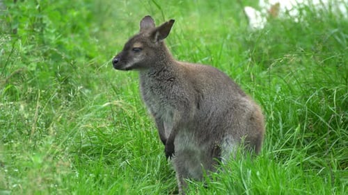 Sitzendes Känguru