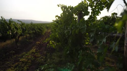 Unripe Green Grape Bunch Among Grapevine Leaves at Vineyard in Warm Sunset Sunlight