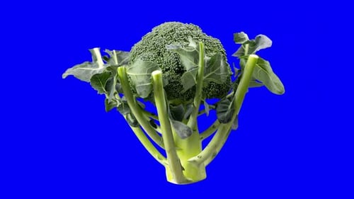 Rotating Head of Broccoli on Blue Chroma Key Screen
