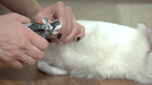Mains utilisant un coupe-ongles pour chat