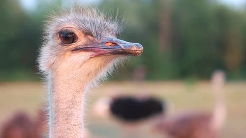 Funny Ostrich on Blurred Background