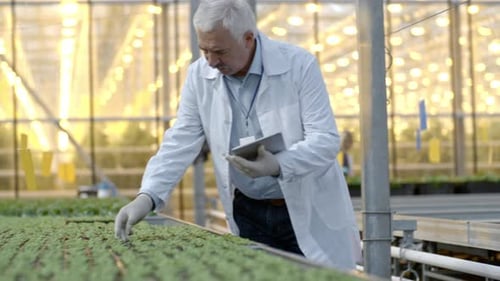 Elderly Agronomist Working in Greenhouse Nursery
