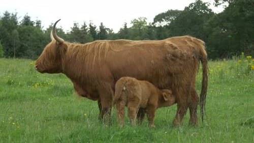 Highland Cow Nursing Calf in Grassy Field