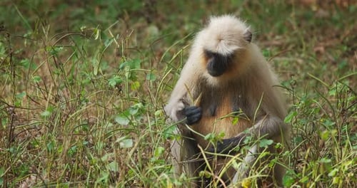 Indian Common Gray Langur or Hanuman Langur Monkey Eating in Ranthambore National Park, Rajasthan