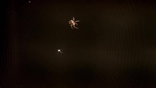 Spider Weaves a Web
